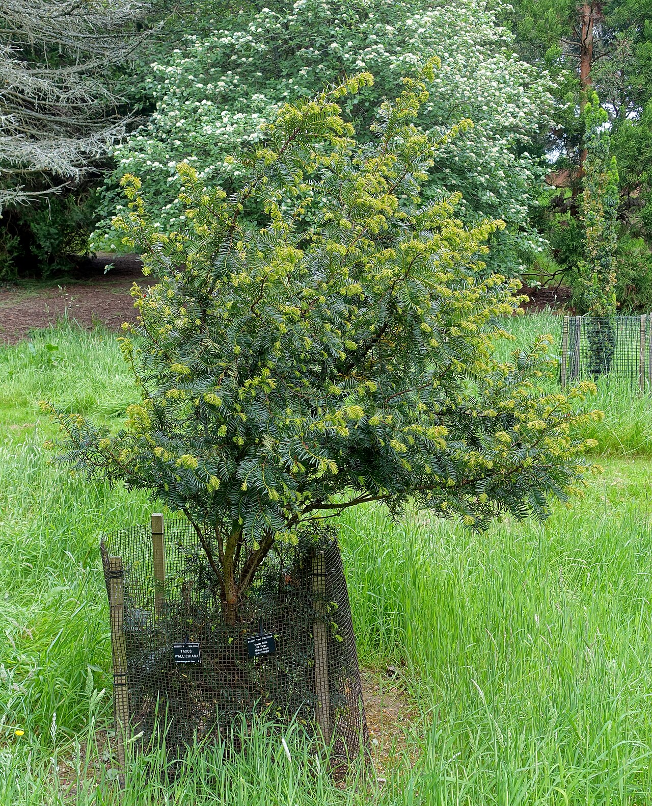 Himalayan Yew reference