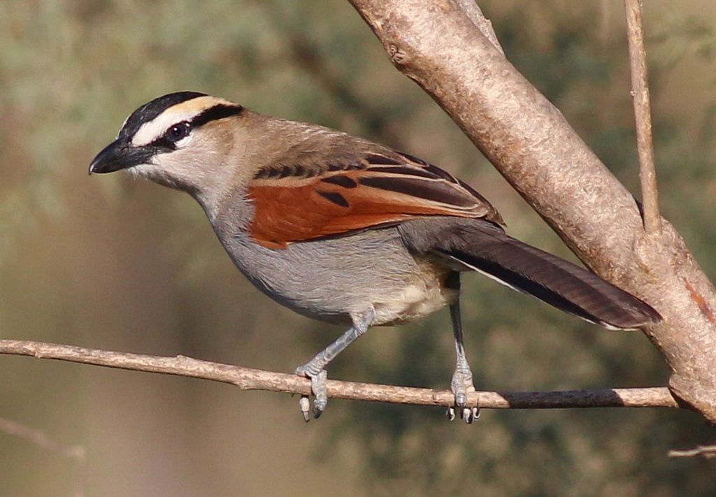 Black-crowned Tchagra reference