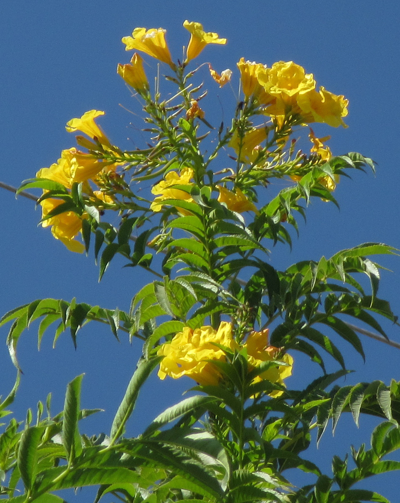 yellow trumpet flower reference