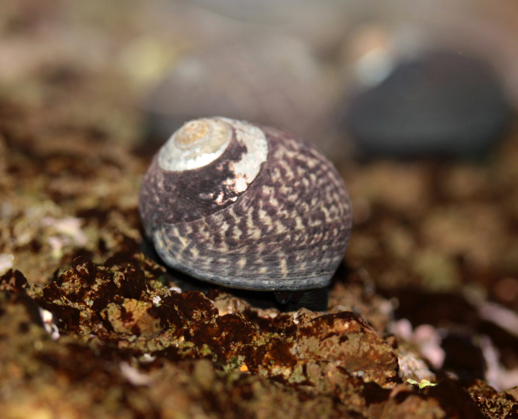 Speckled Tegula reference
