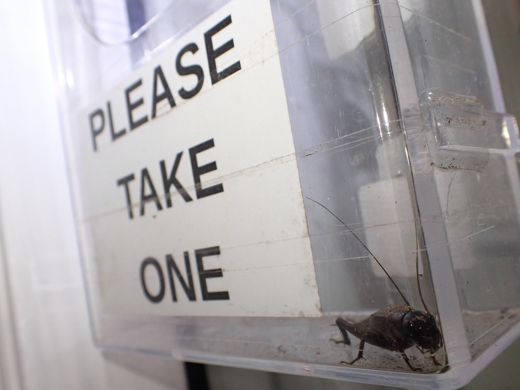 Australian Black Field Cricket reference