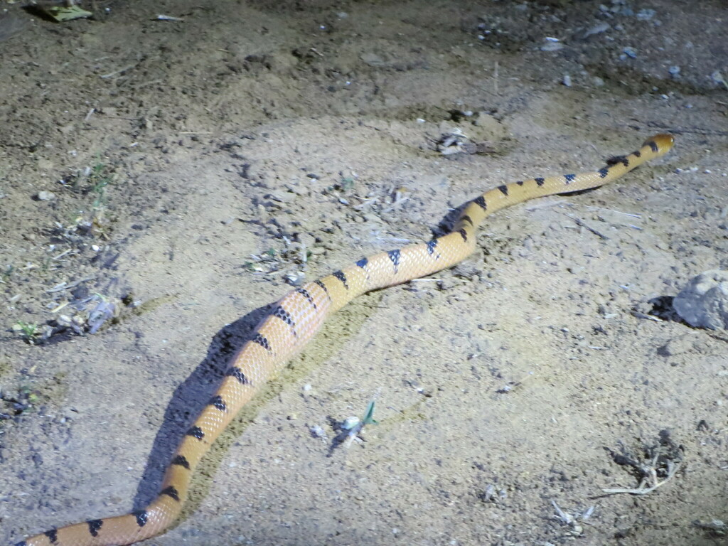 Common Tiger Snake reference