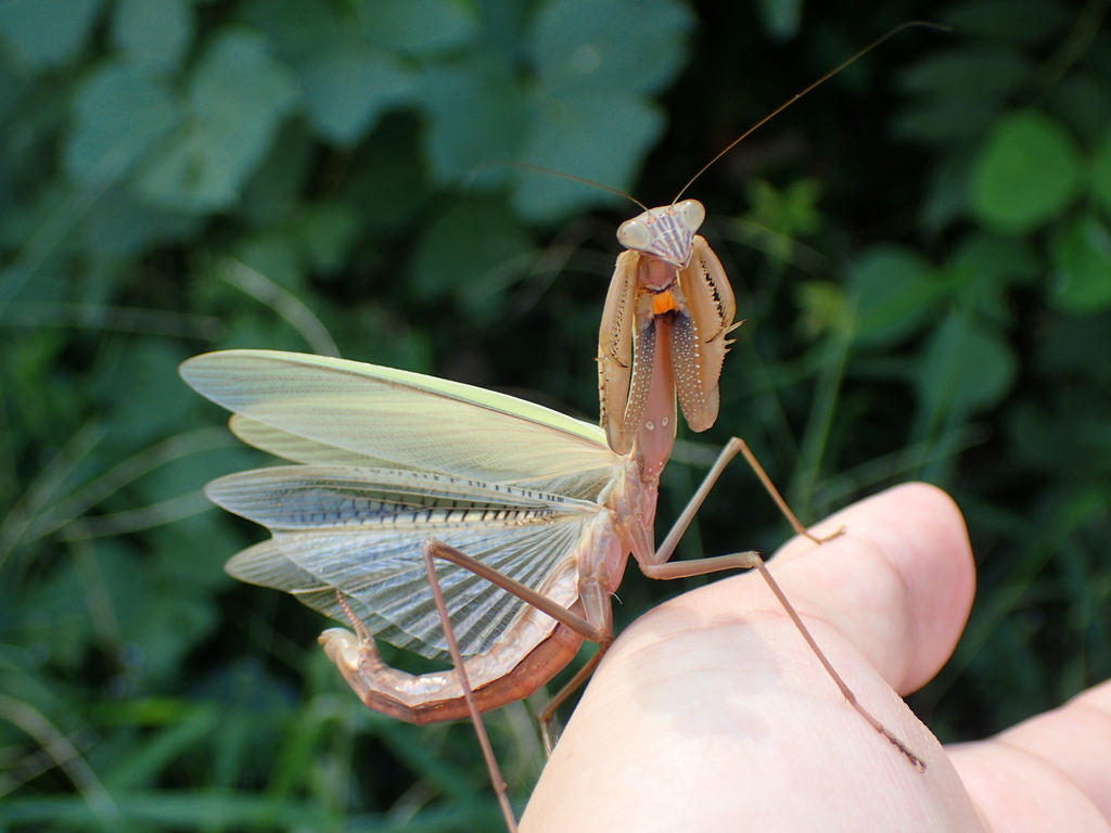Narrow-winged Mantis reference