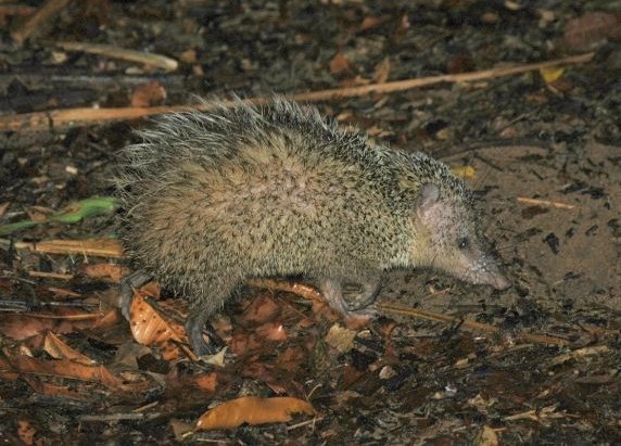 Tailless Tenrec reference