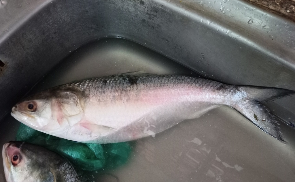 Hilsa Shad reference