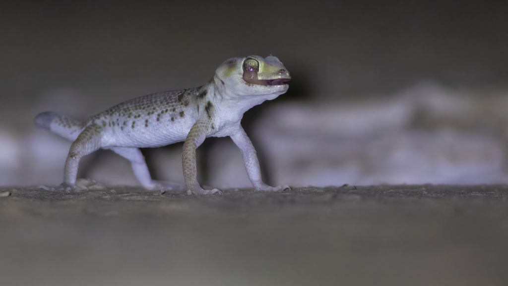 Midday Gecko reference