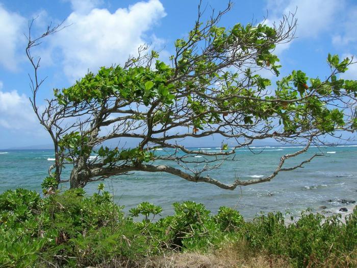 Sea Almond reference