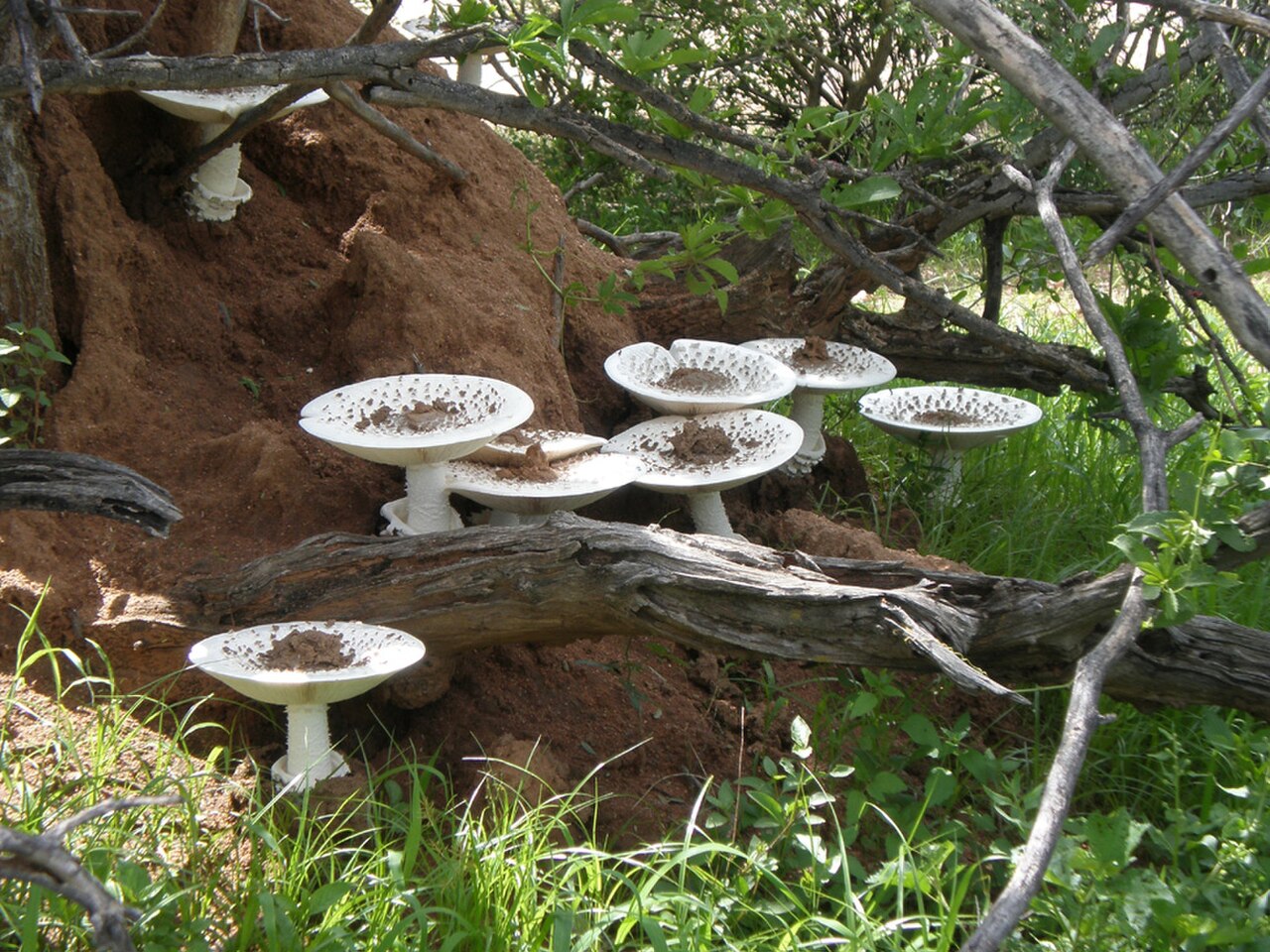 Termite Mushroom reference