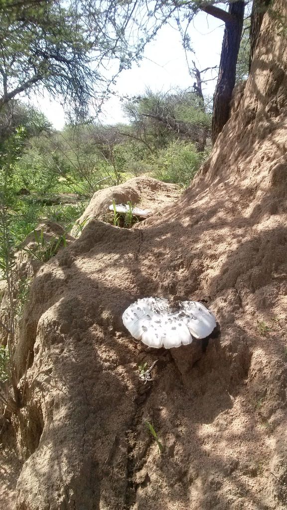 Termite Mushroom reference
