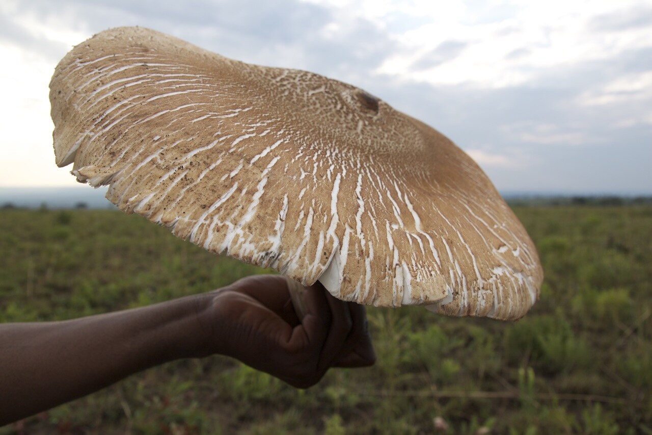 chi-ngulu-ngulu reference