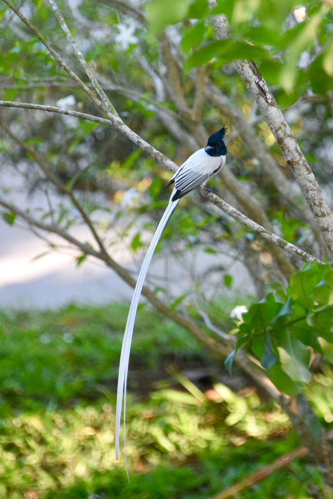 Indian Paradise-Flycatcher reference