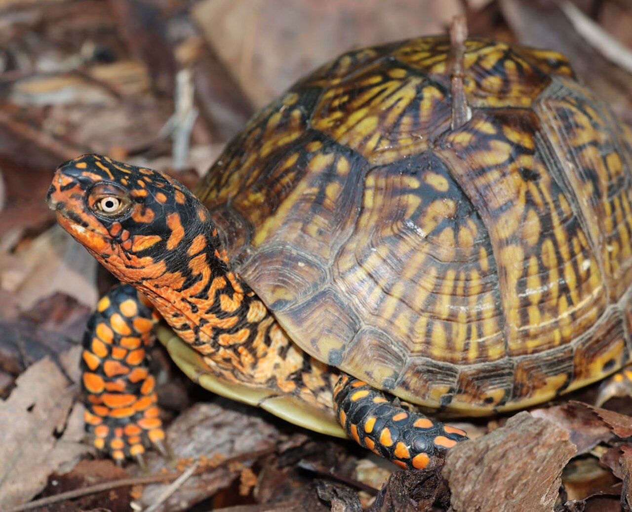 Three-toed Box Turtle reference