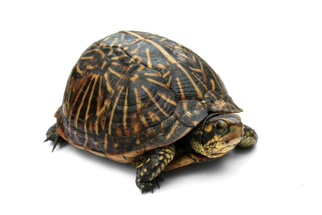 Common Box Turtle reference