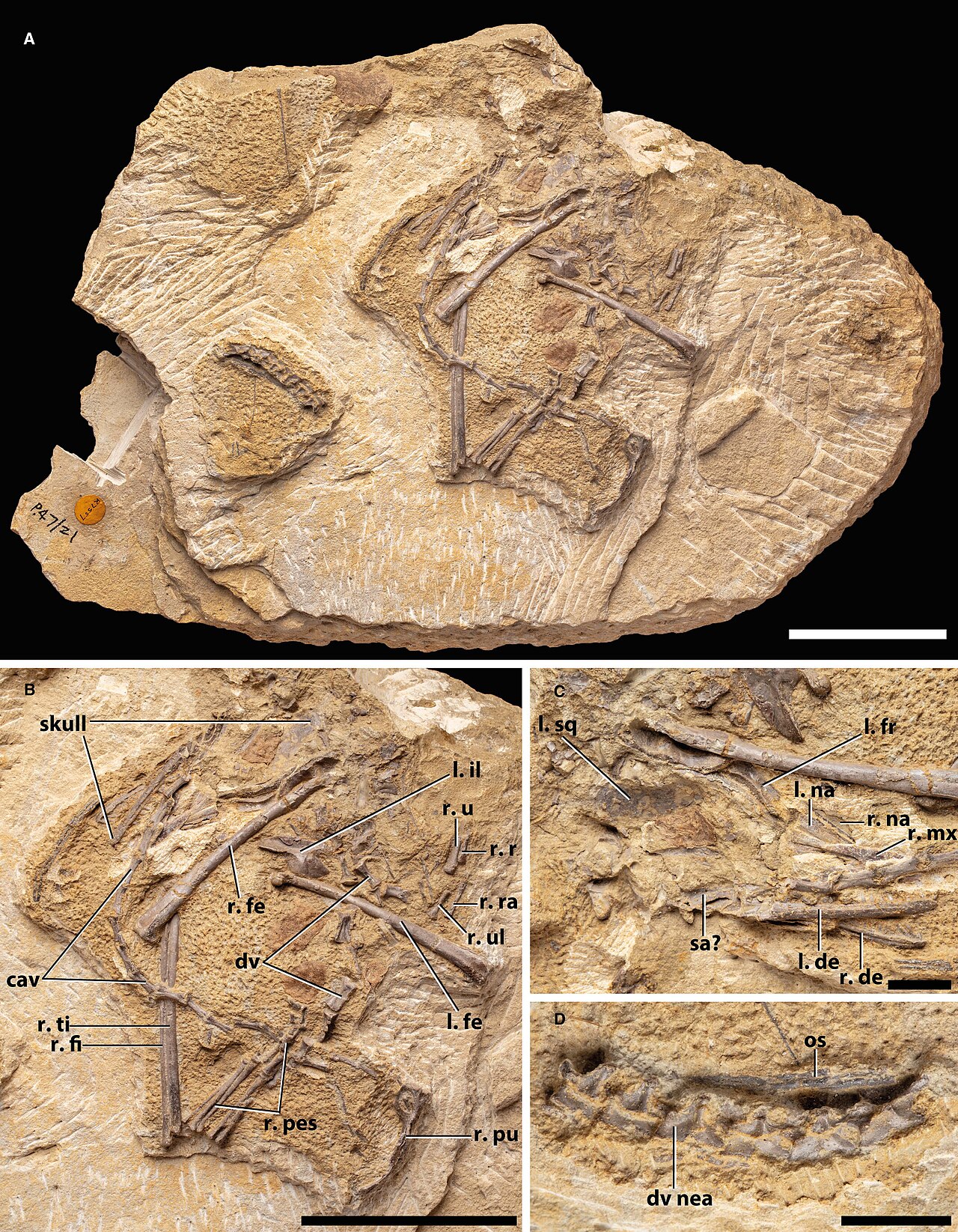 Terrestrisuchus gracilis reference