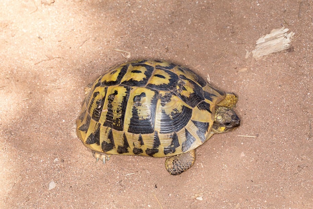 Hermann's Tortoise reference