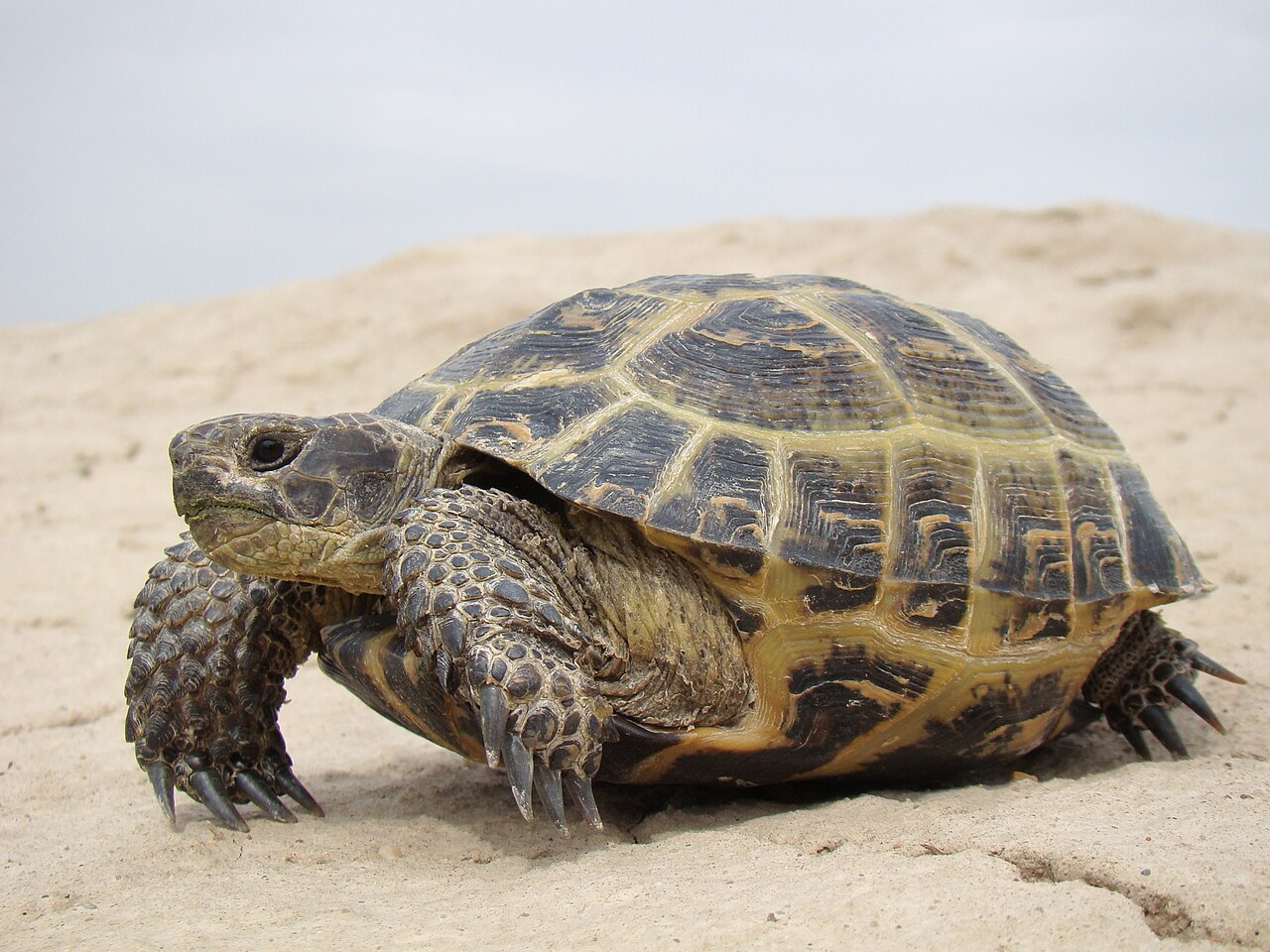 Afghan Tortoise