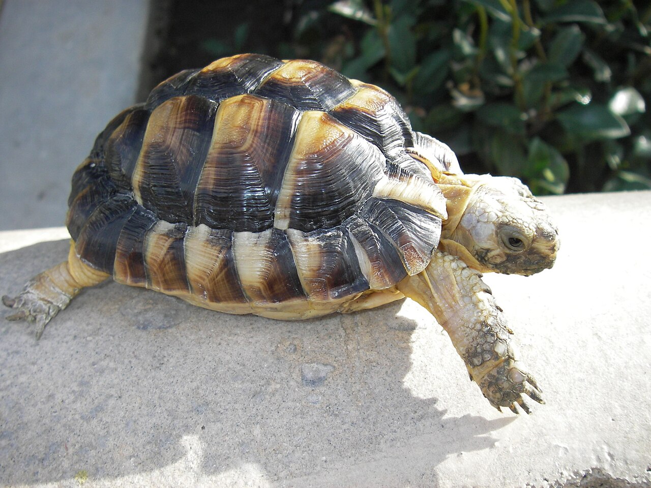 Egyptian Tortoise reference