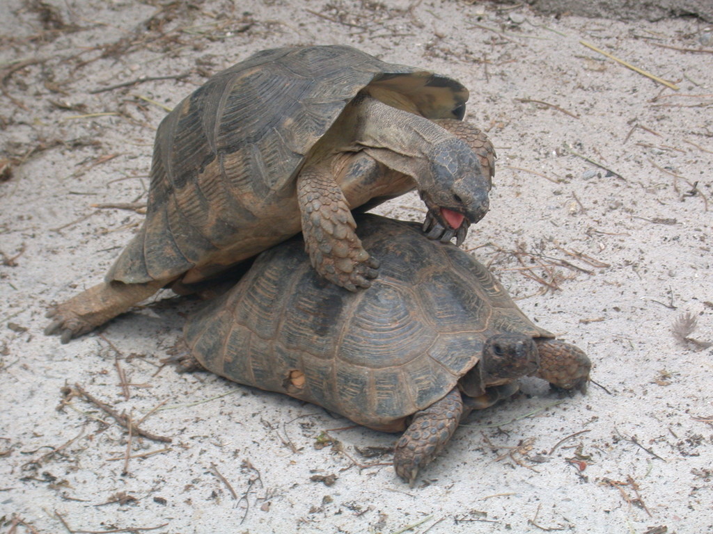 Marginated Tortoise reference