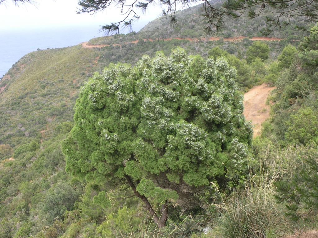 Sandarac Tree reference