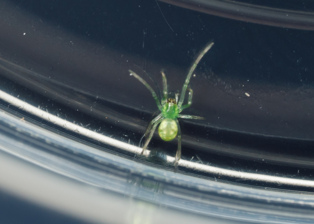Green Long-jawed Orbweaver reference