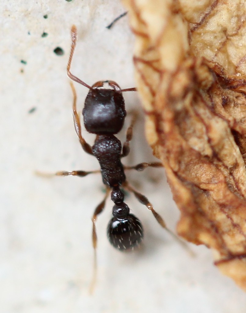 Immigrant Pavement Ant reference