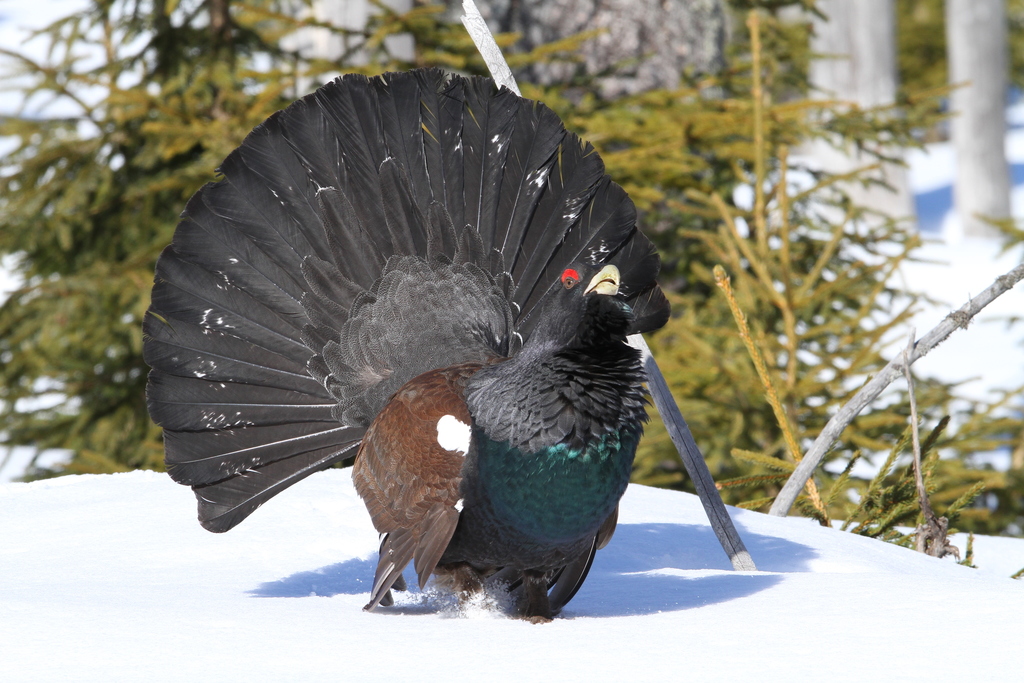 Western Capercaillie reference