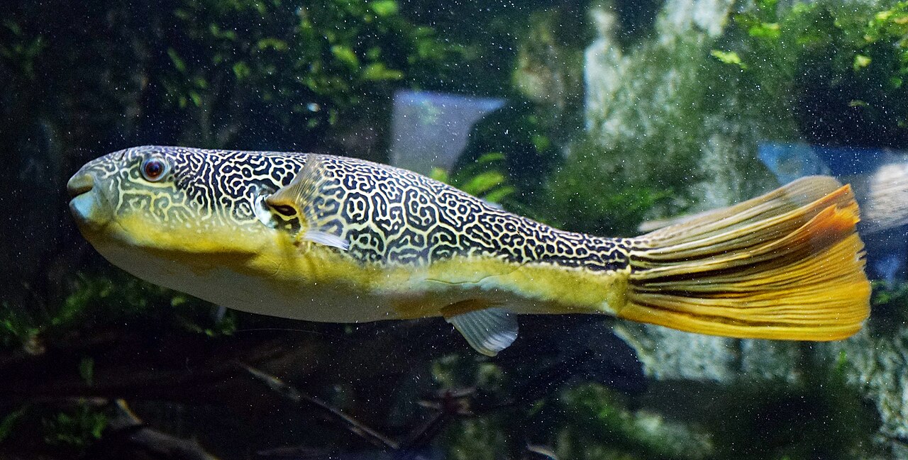 Mbu Pufferfish reference