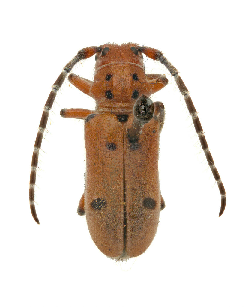 Red-femured Milkweed Borer reference