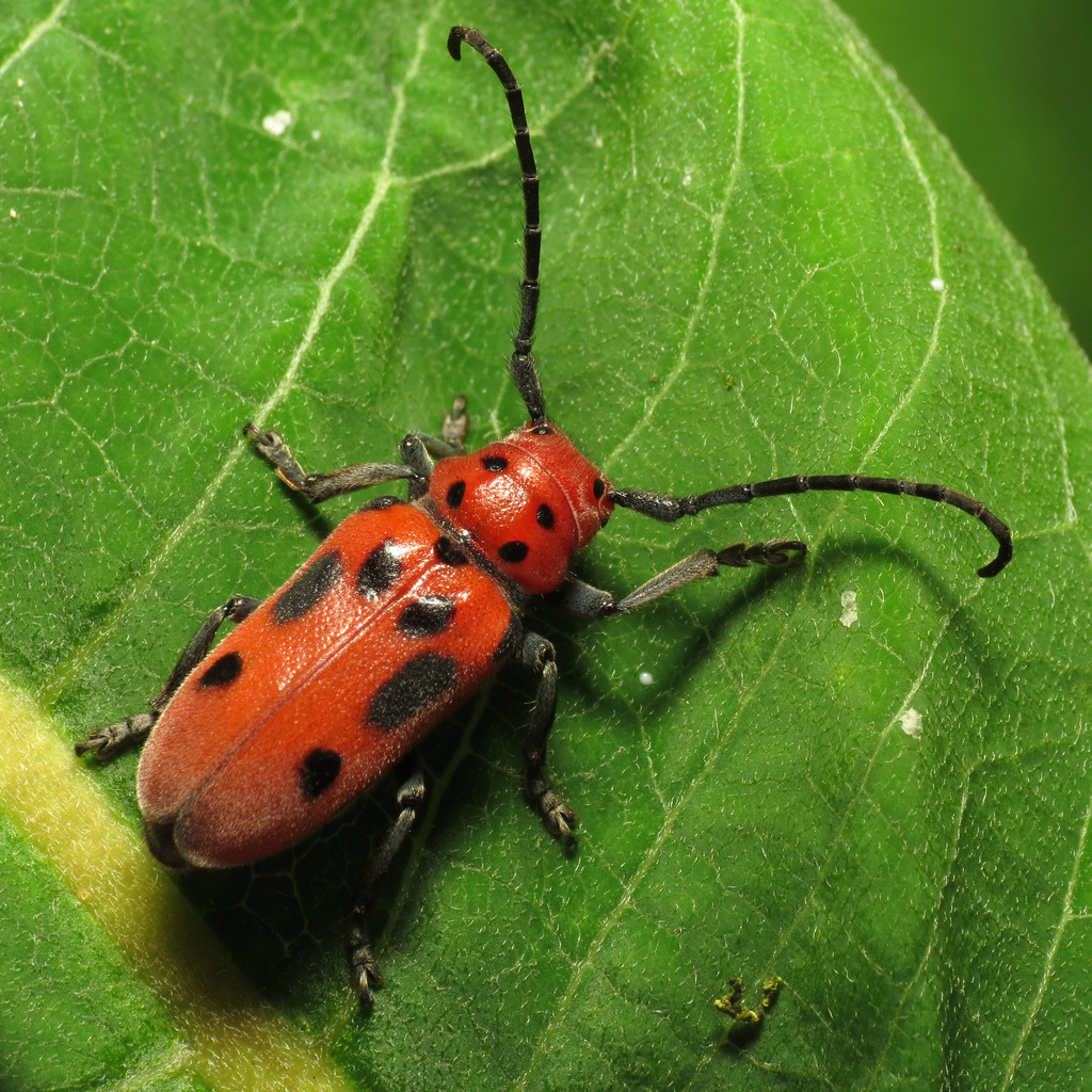 Red Milkweed Beetle reference