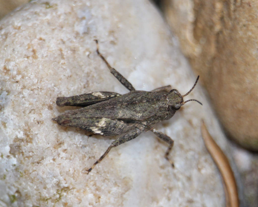 Common Groundhopper reference