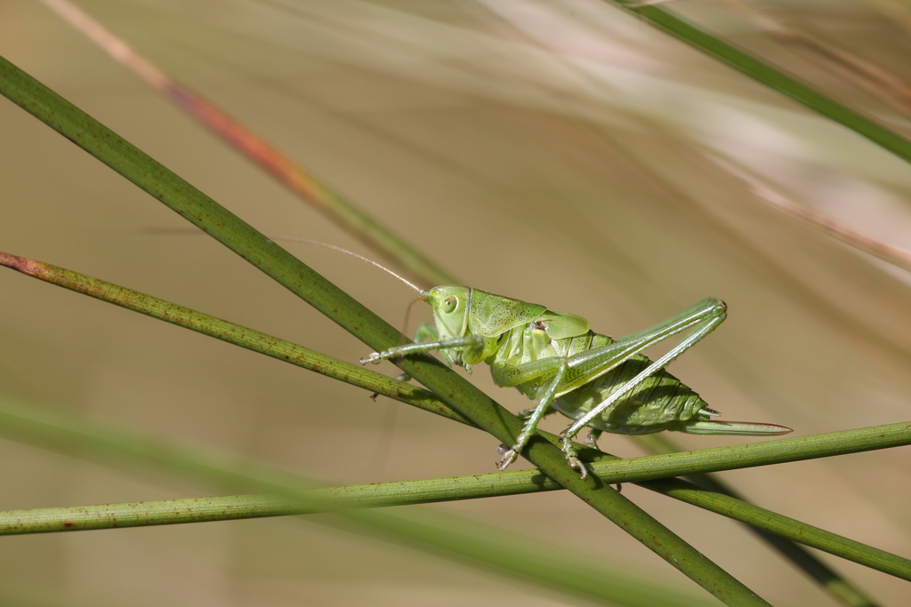 Great Green Bush-cricket reference
