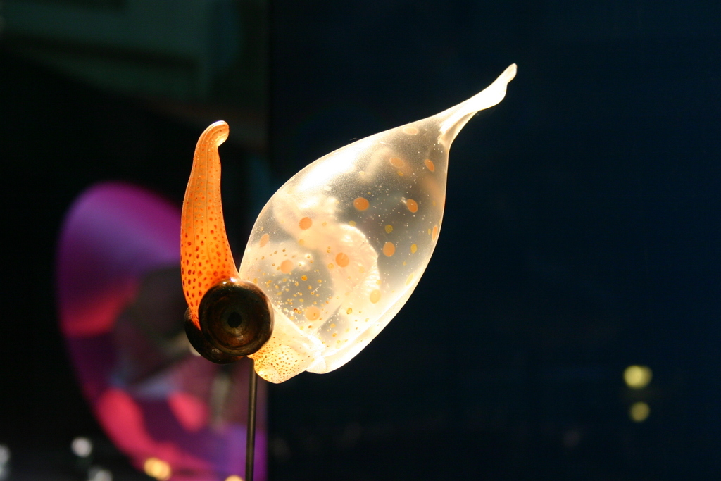 Atlantic Cranch Squid reference