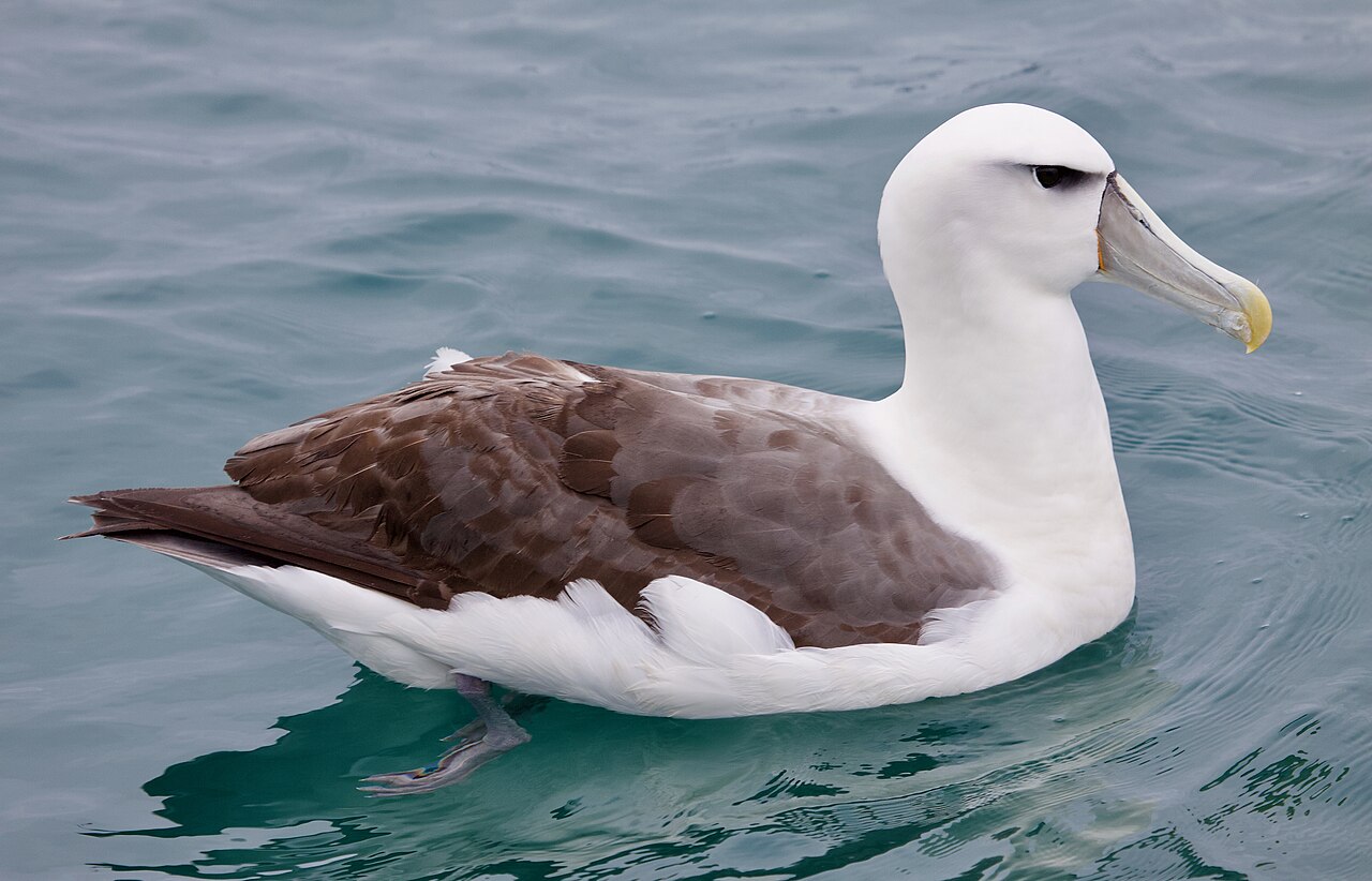 White-capped Albatross reference