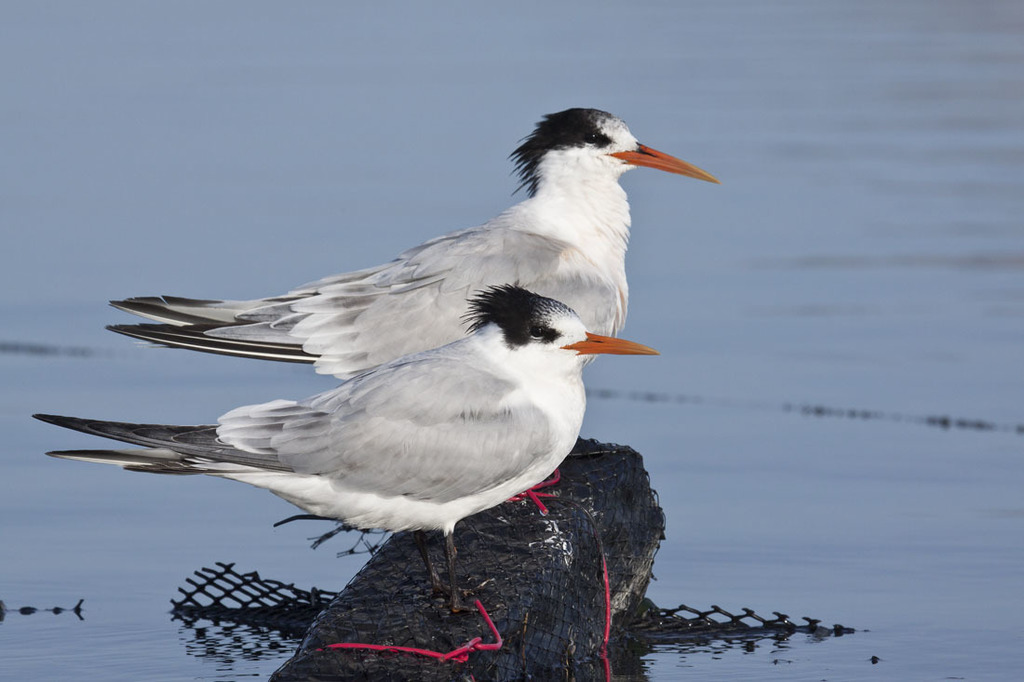 Elegant Tern reference