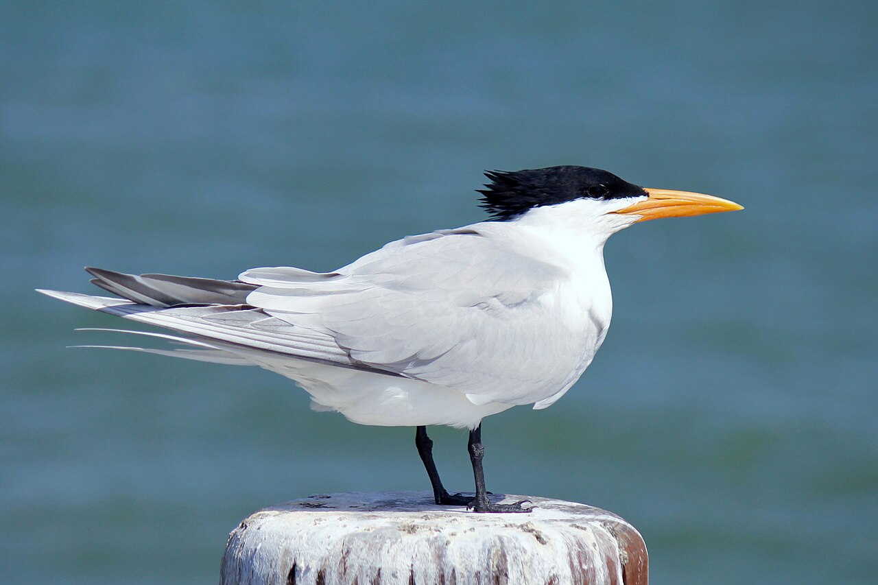Royal Tern reference