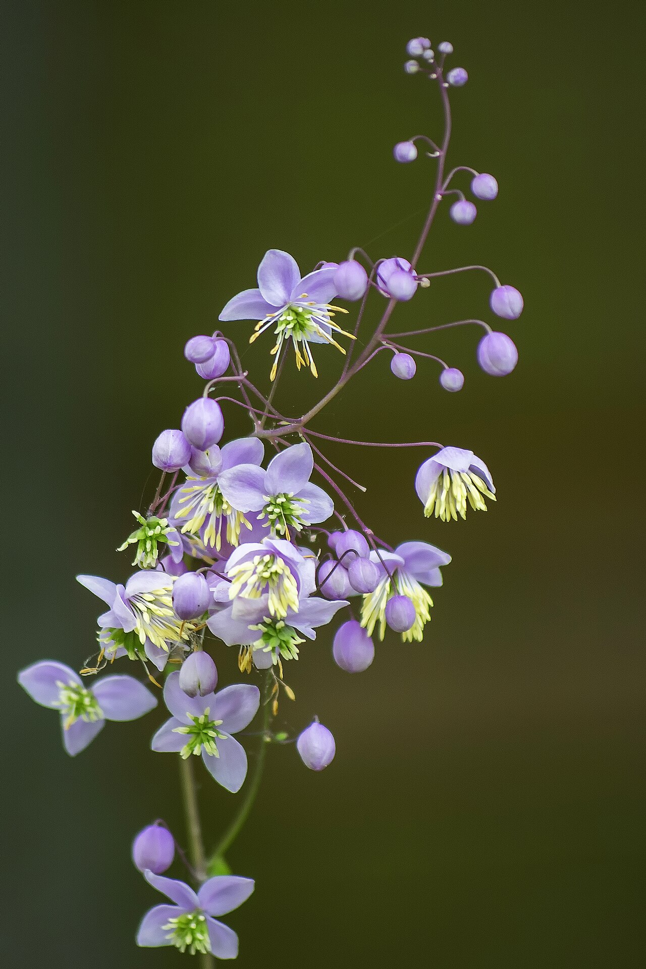 Lavender Mist Meadowrue reference