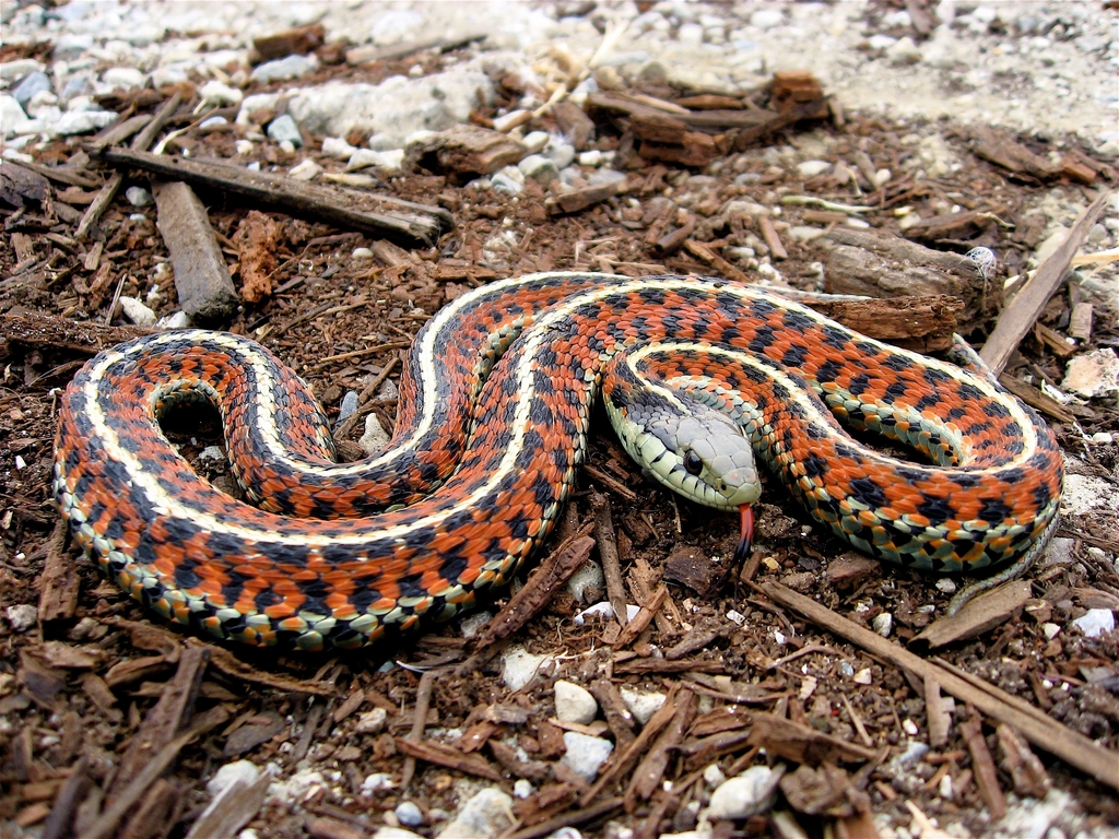 Thamnophis elegans terrestris reference