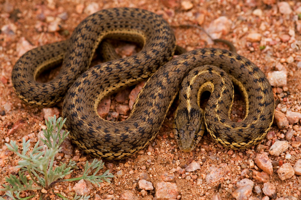 Western Terrestrial Garter Snake reference