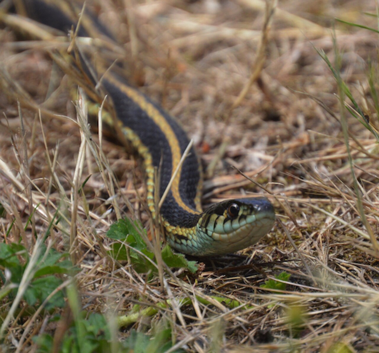 Northwestern Garter Snake reference