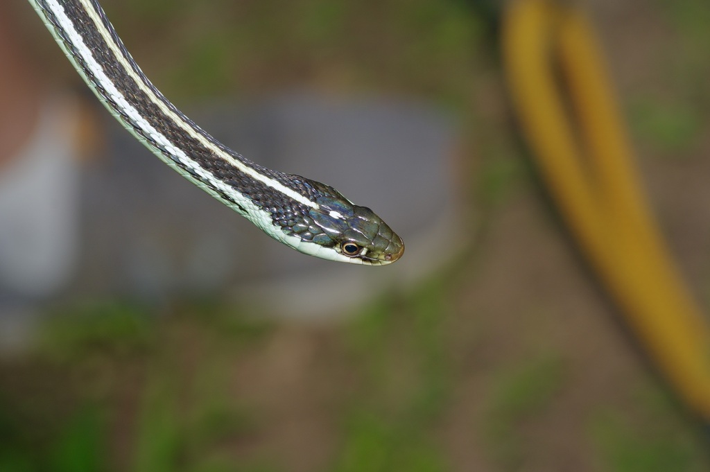 Western Ribbon Snake reference