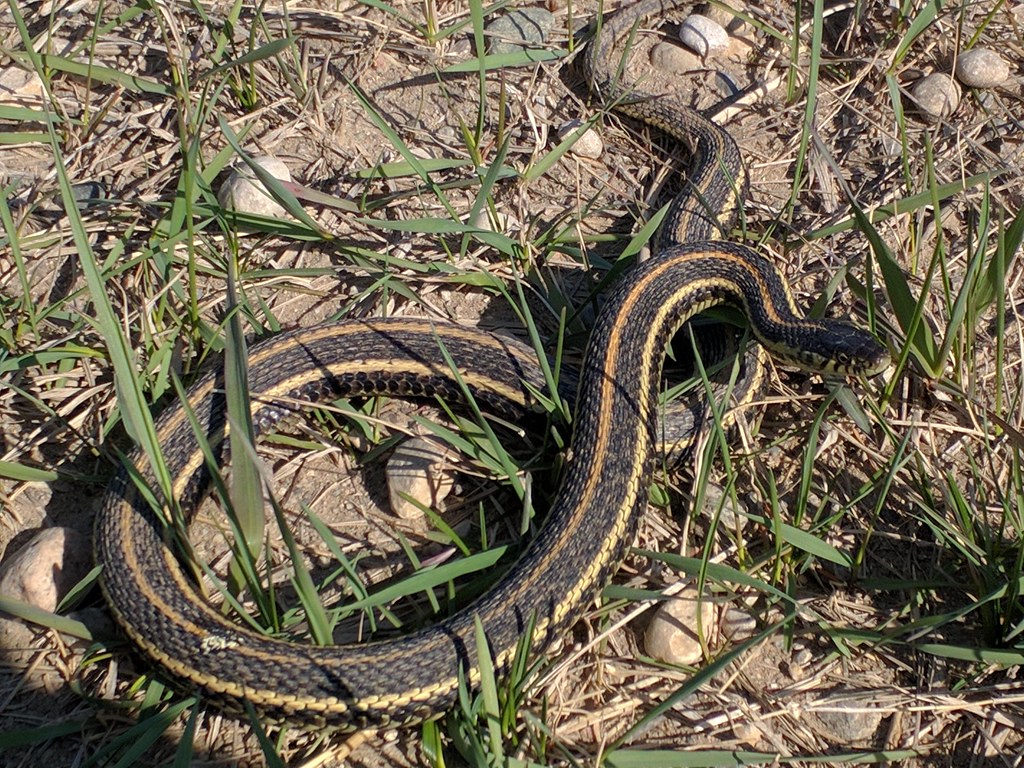 Thamnophis radix reference