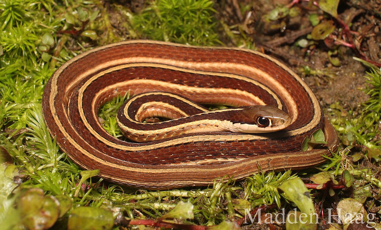 Eastern Ribbon Snake reference