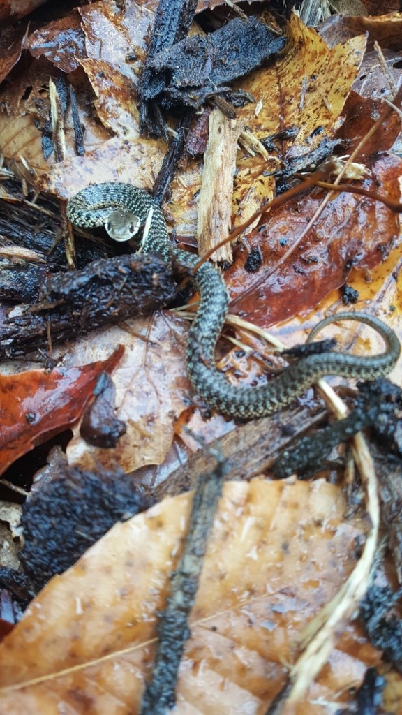 Thamnophis sirtalis pallidulus reference