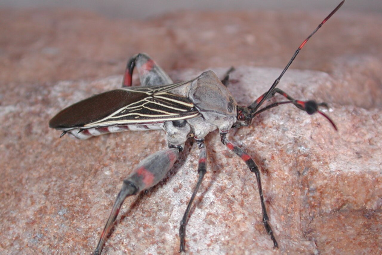 Giant Mesquite Bug reference