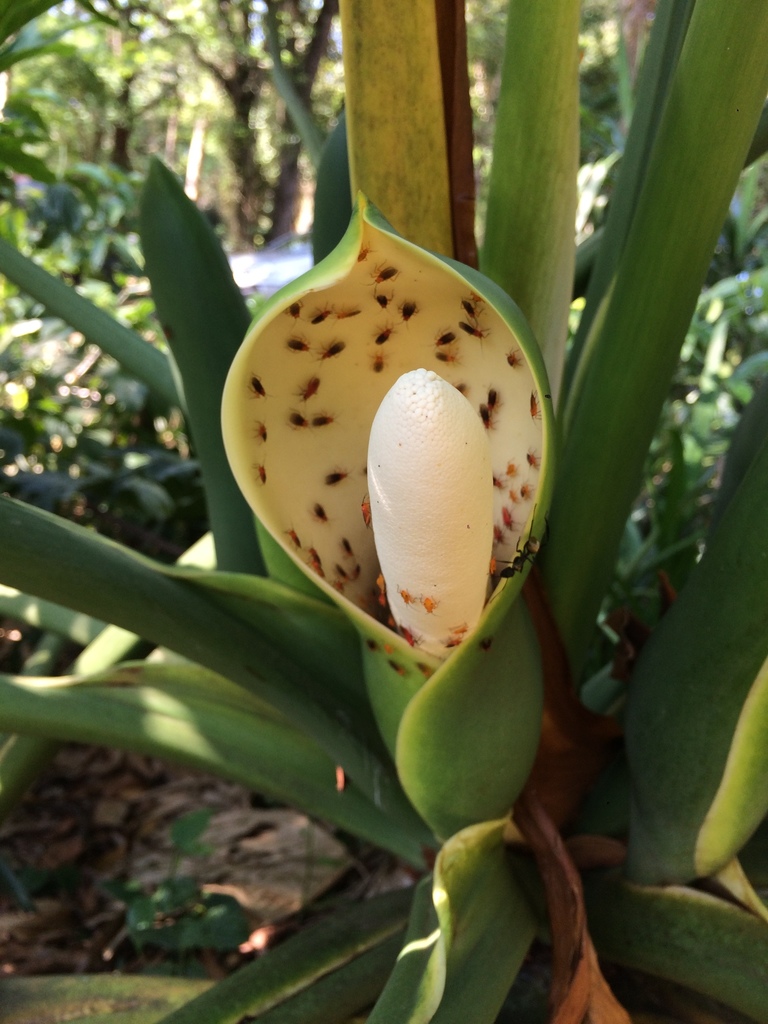 Tree Philodendron reference