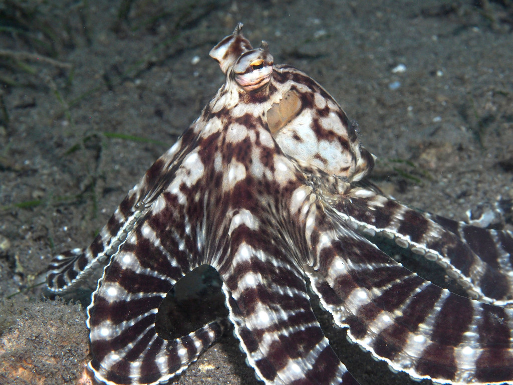 Mimic Octopus reference