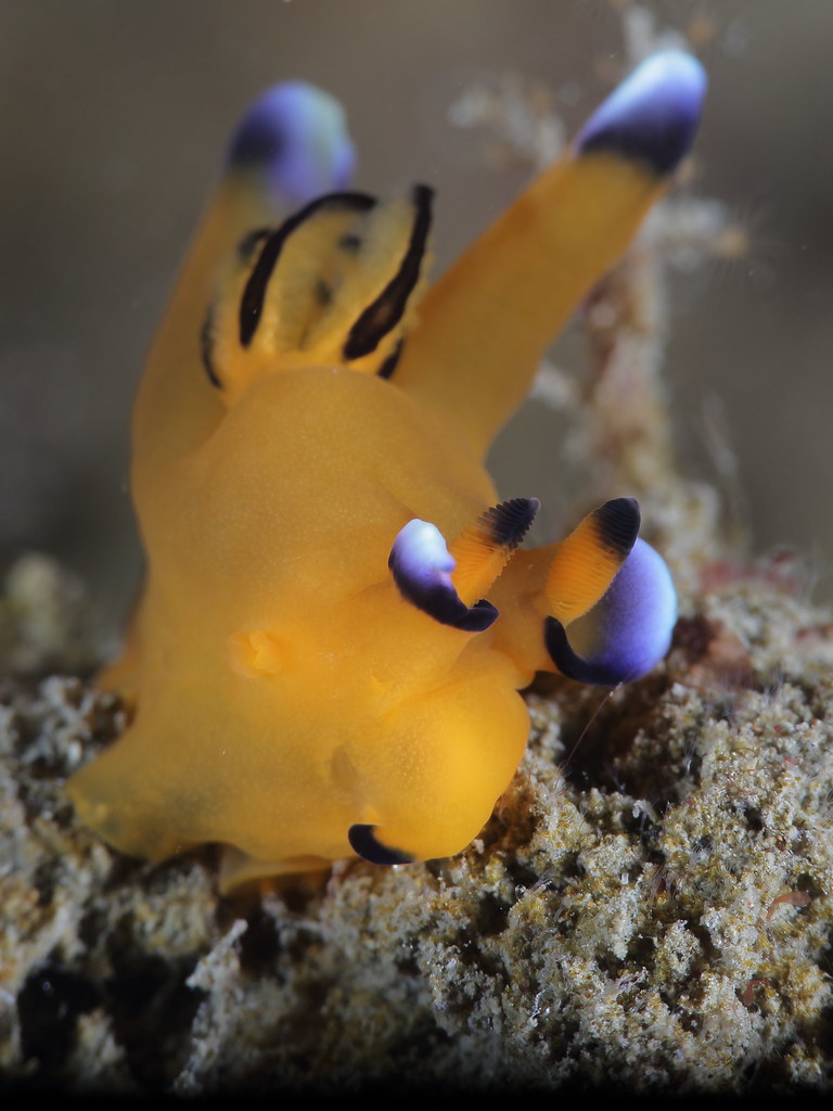 Pikachu Nudibranch reference