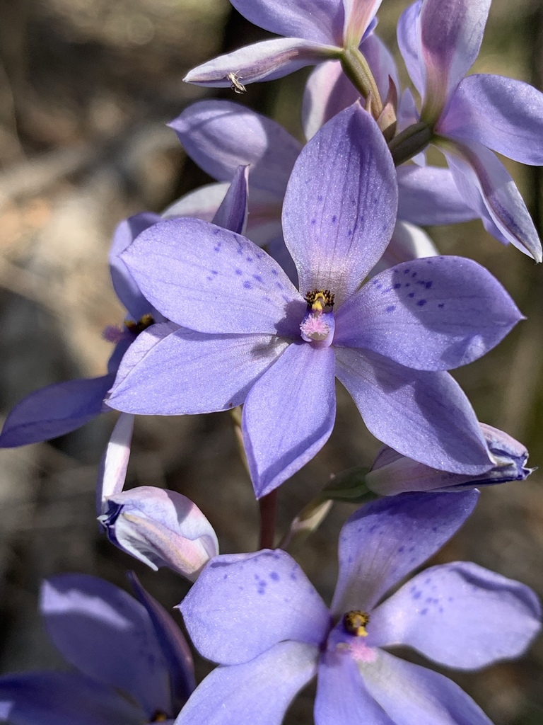 Spotted Sun-orchid reference