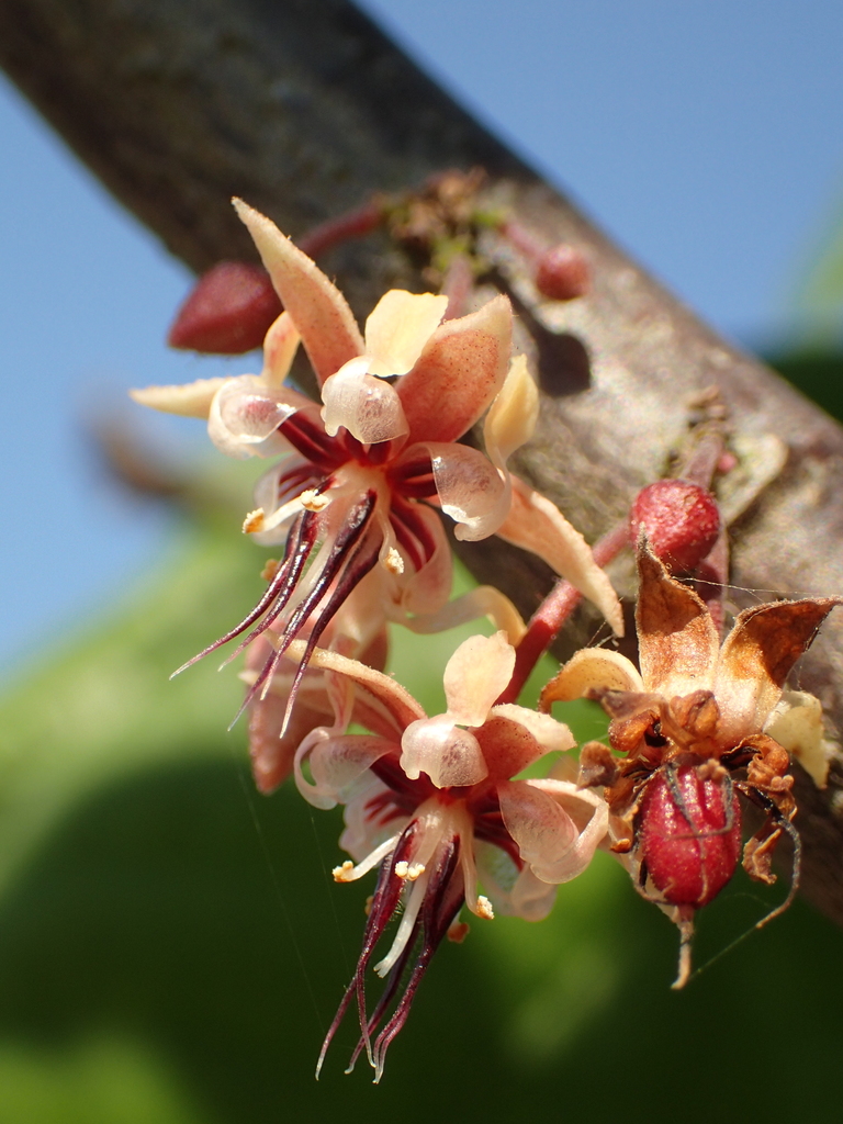 Cacao Tree reference