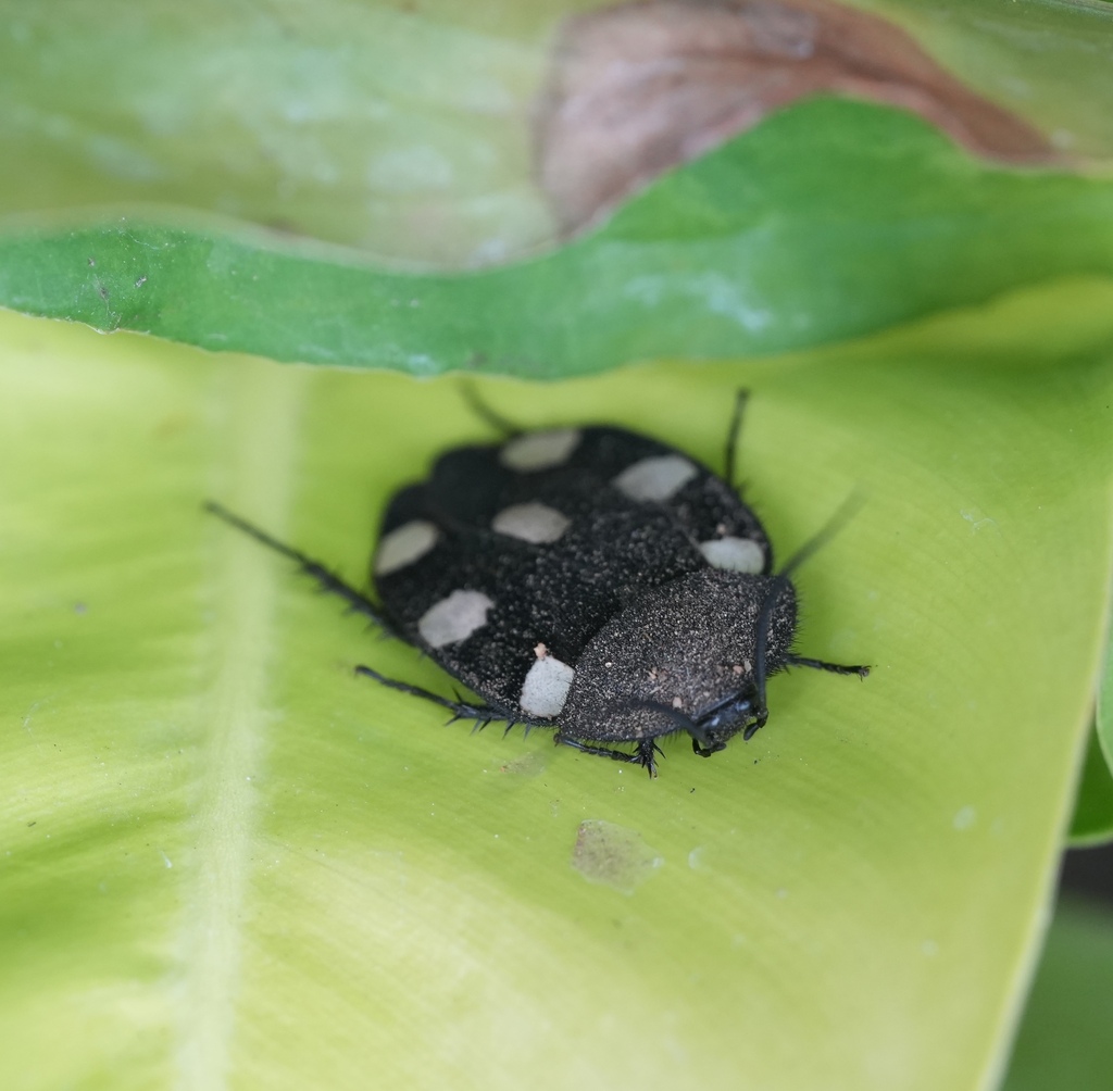 Indian Domino Cockroach reference